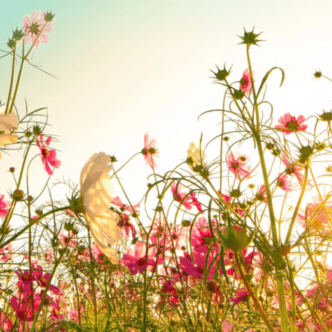 Hausmittel gegen Heuschnupfen