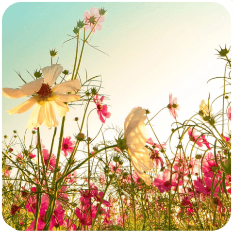 Hausmittel gegen Heuschnupfen